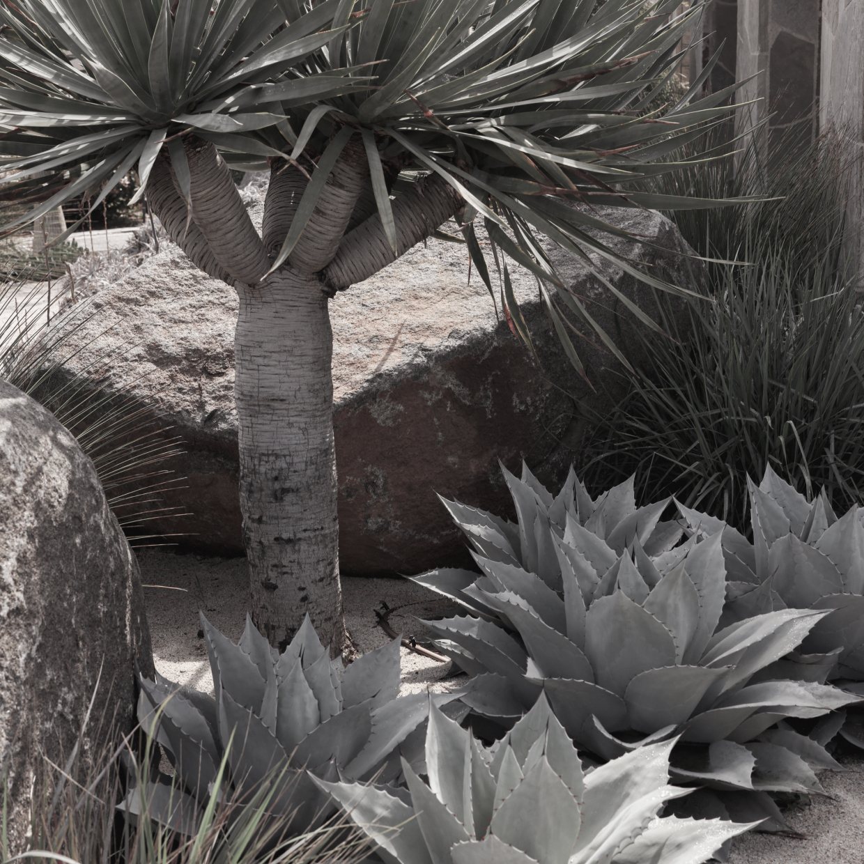 A dragon tree rising above agaves and boulders in a garden