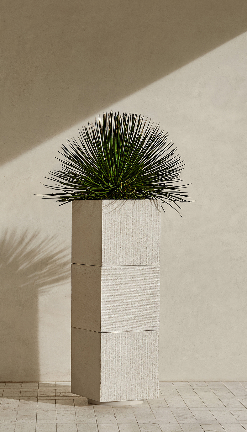 Apollo III holding a spiky yucca, casting a hard shadow across a plaster wall