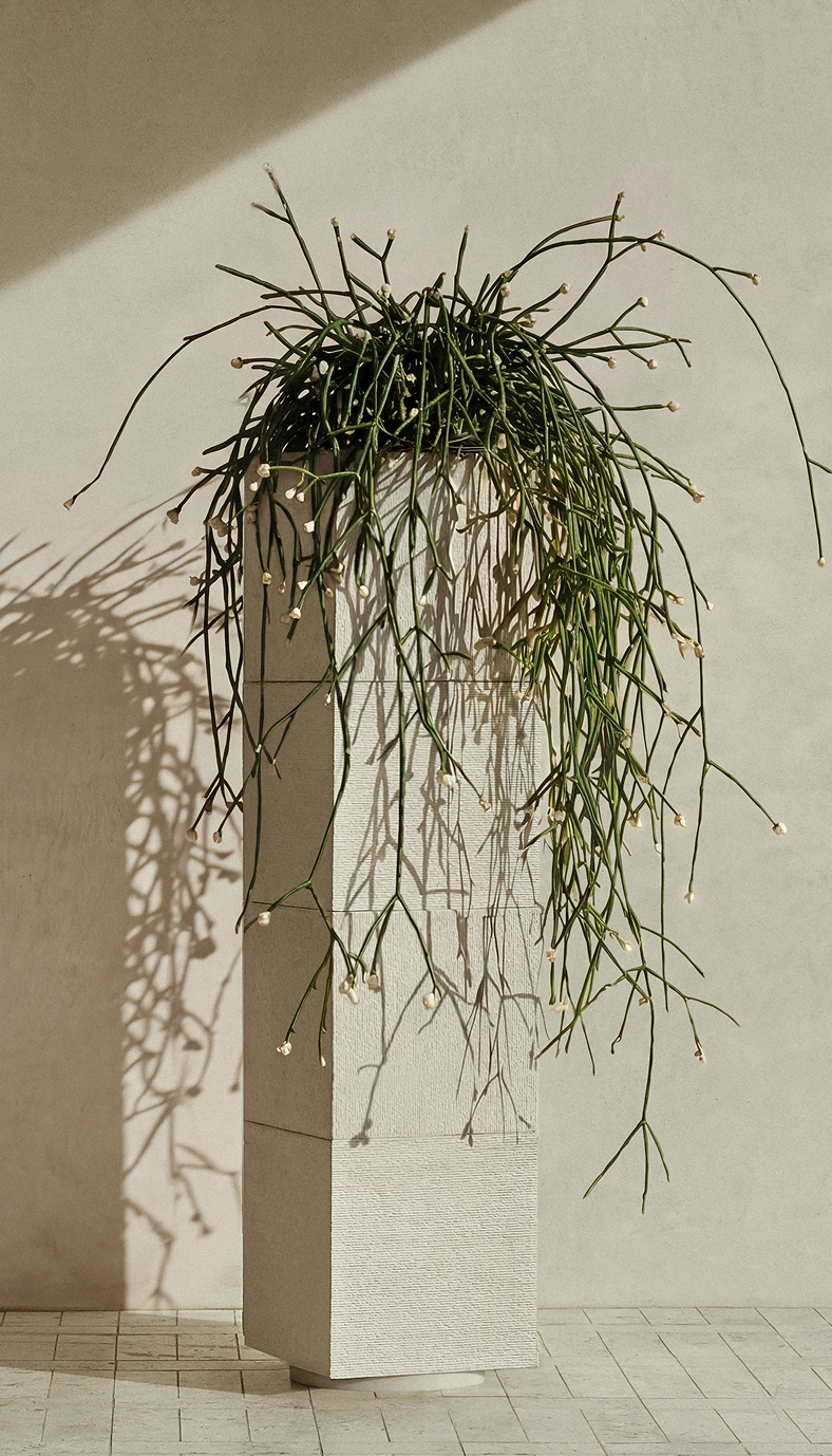 Apollo IV draped with a trailing cactus, casting a hard shadow across a plaster wall