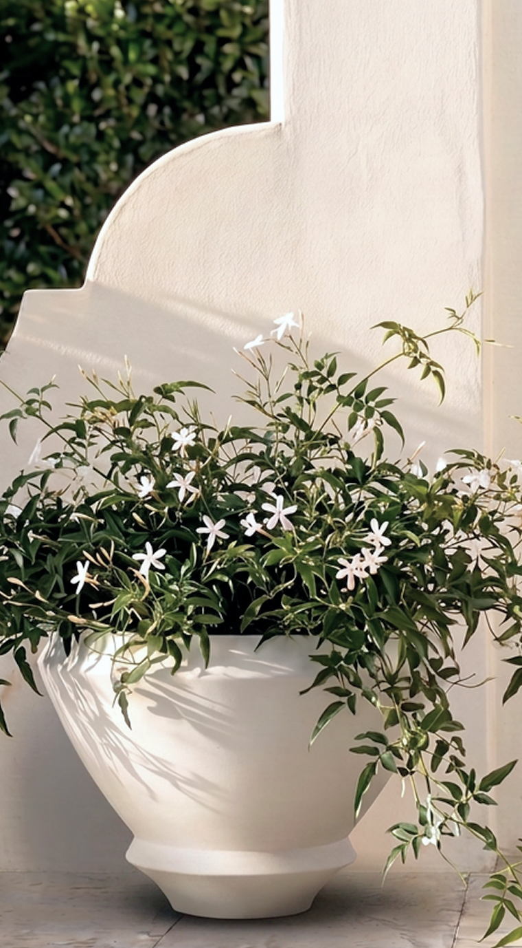 Artifact 01 filled with flowering white jasmine beside a clipped hedge