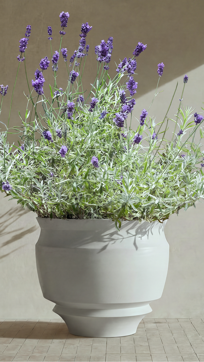 Artifact 02 planted with flowering lavender in bright sun