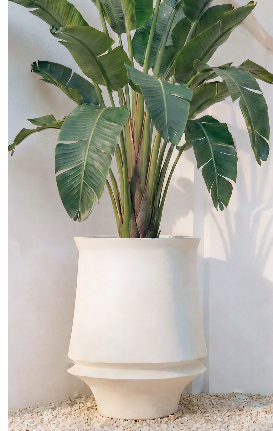 Artifact 03 planted with a broad-leafed bird of paradise on a gravel bed