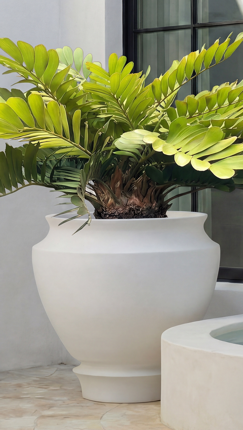 Artifact 04 planted with a bright green cycad outside a glass door
