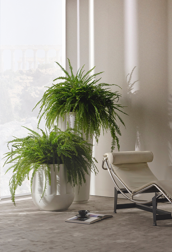 A Byblos planter of ferns beside a lounge chair and a wide window
