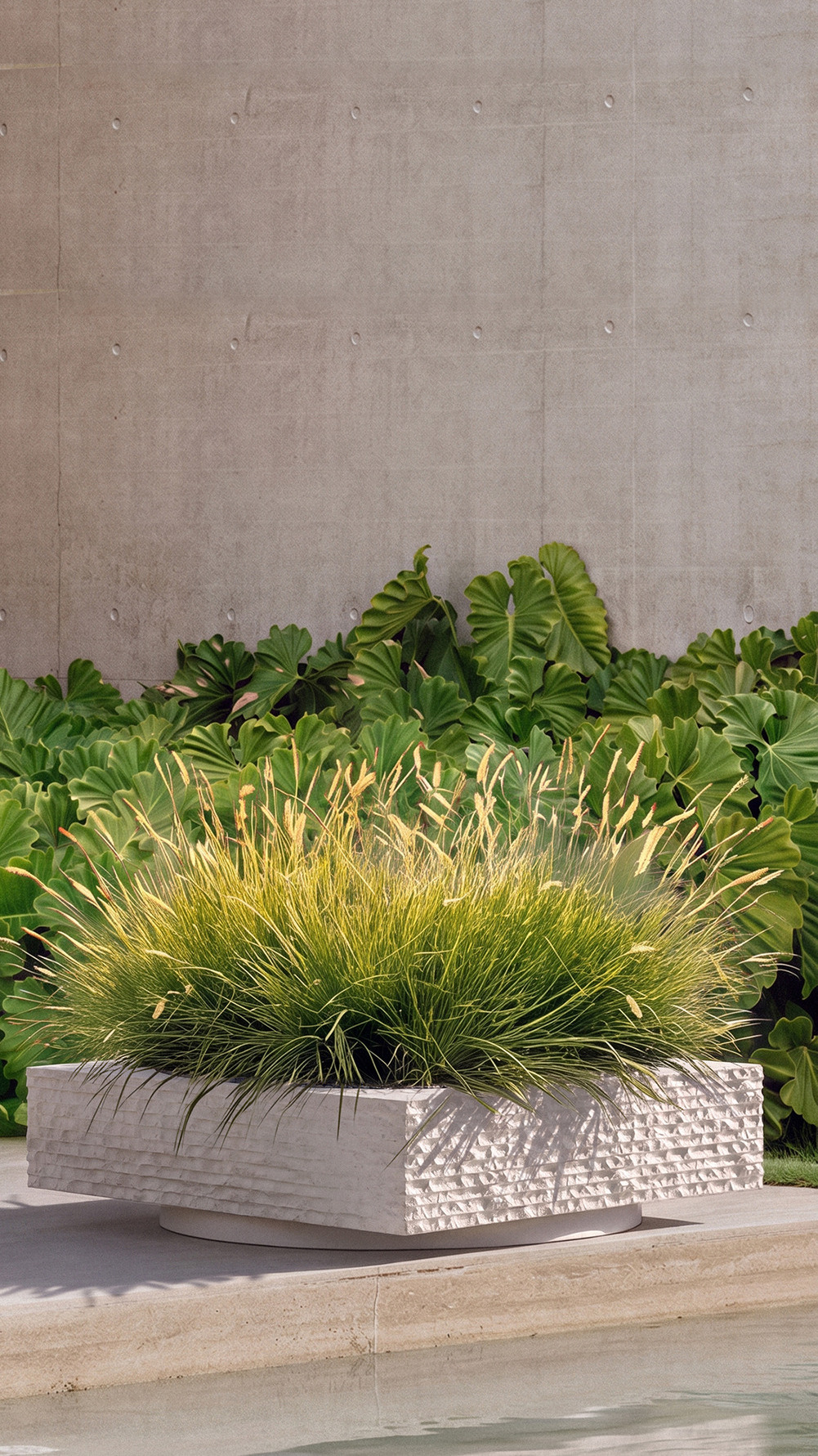 Janus I planted with feathery grasses beside a pool, backed by broad-leafed plants and a concrete wall
