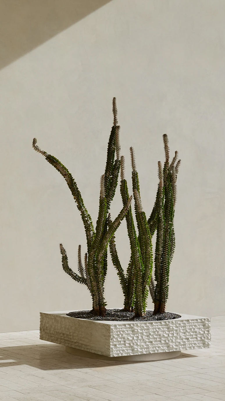 Janus I planted with a cluster of column cacti in bright sun