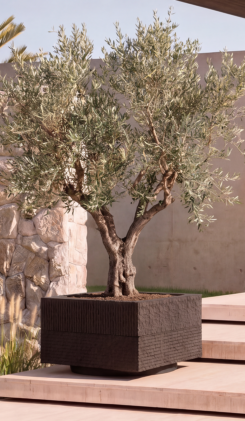 Janus II in a dark finish, planted with an olive tree on a pale stone terrace
