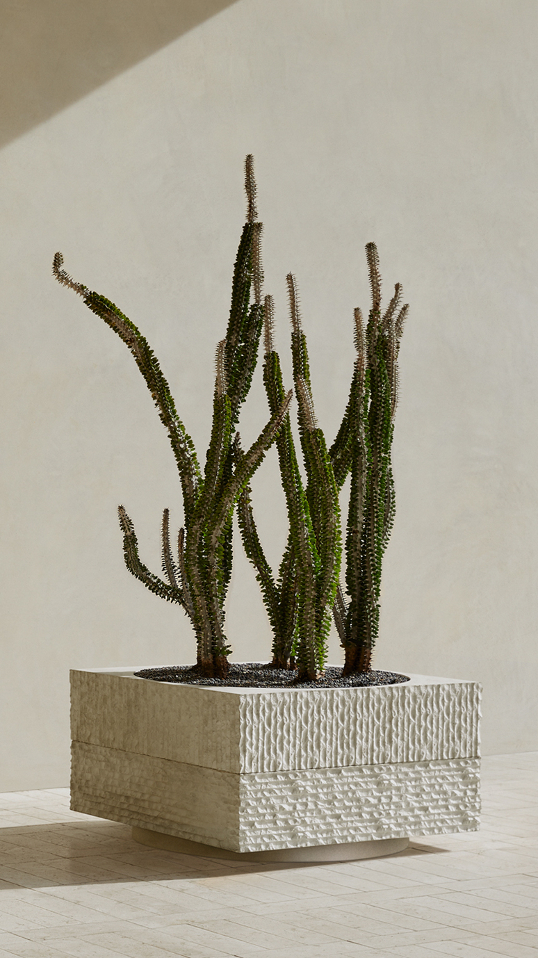 Janus II planted with column cacti, casting a shadow on a pale wall