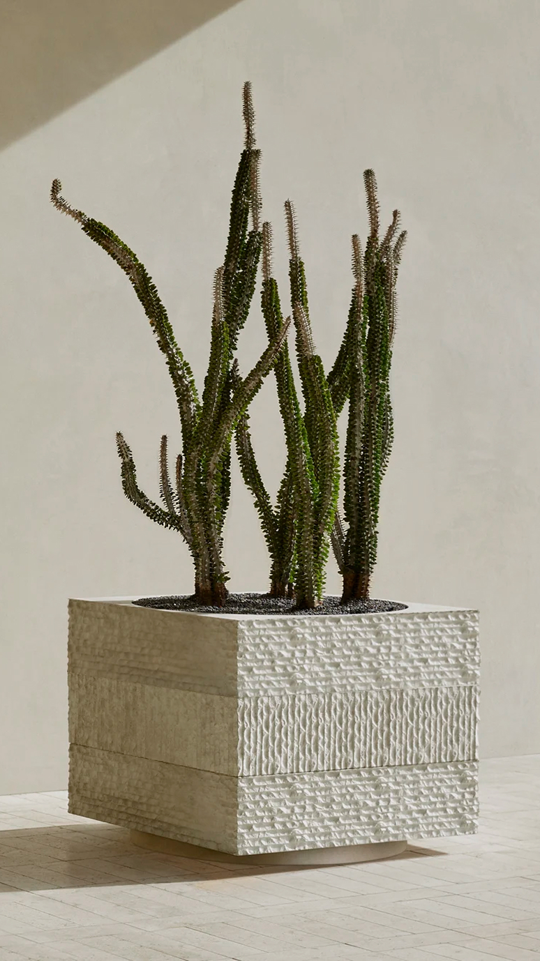 Janus III planted with column cacti against a sunlit wall
