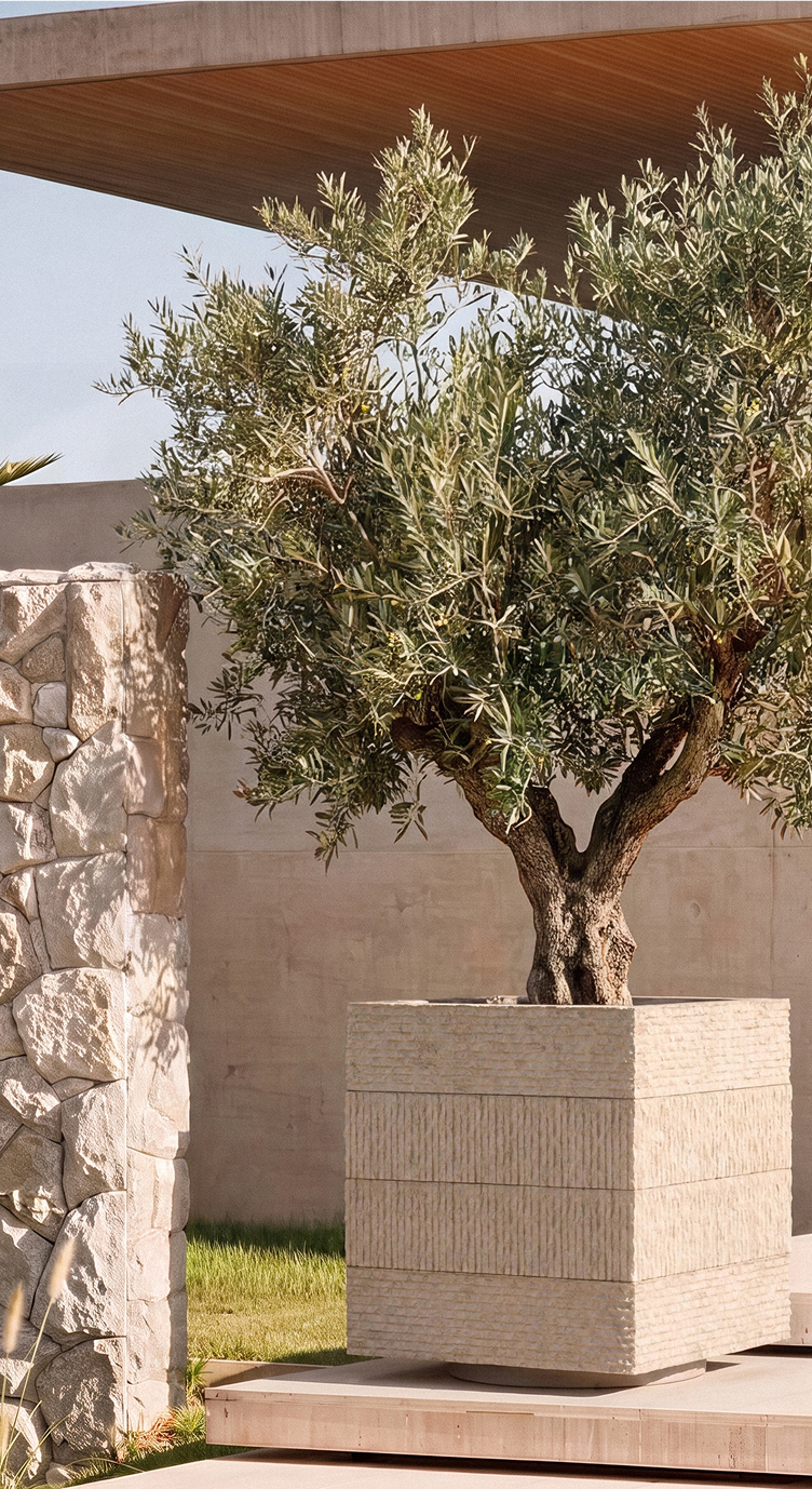 Janus IV planted with an olive tree beside a rough stone pillar on a sunlit terrace