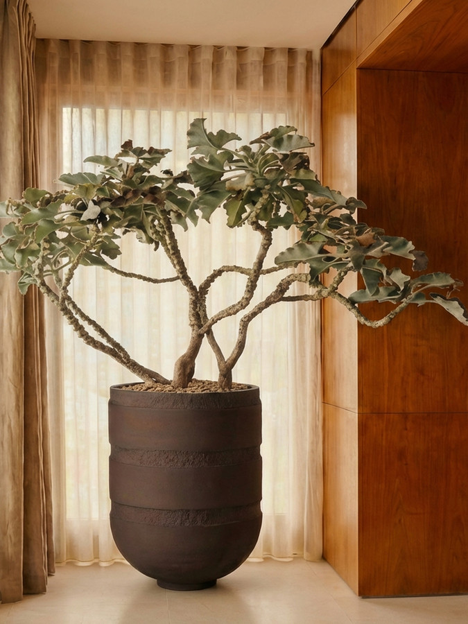 An Orion Chalice in a dark finish holding a sculptural tree beside sheer curtains