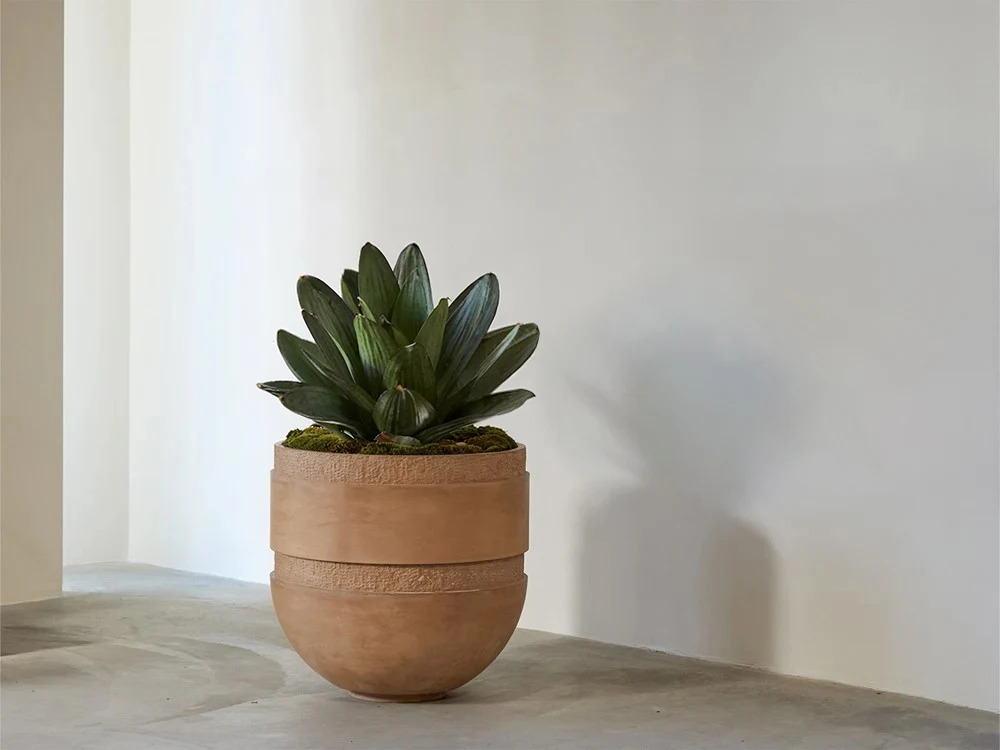 An Orion bowl in terracotta holding an agave in a bare white room
