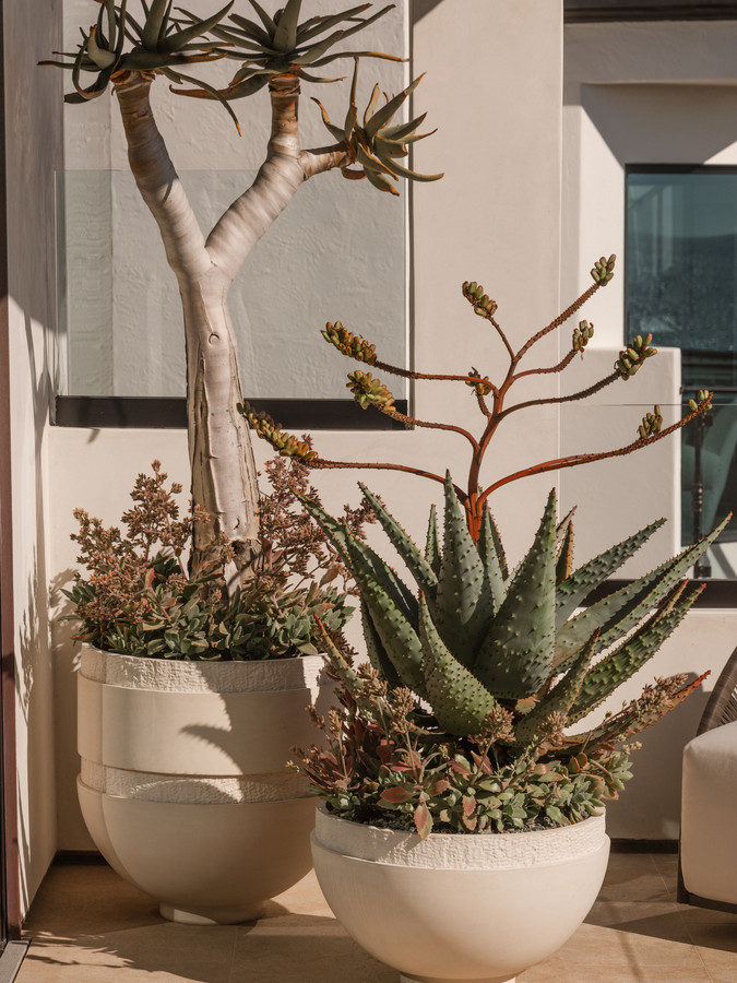 A group of Orion bowls planted with aloes beneath a slender tree