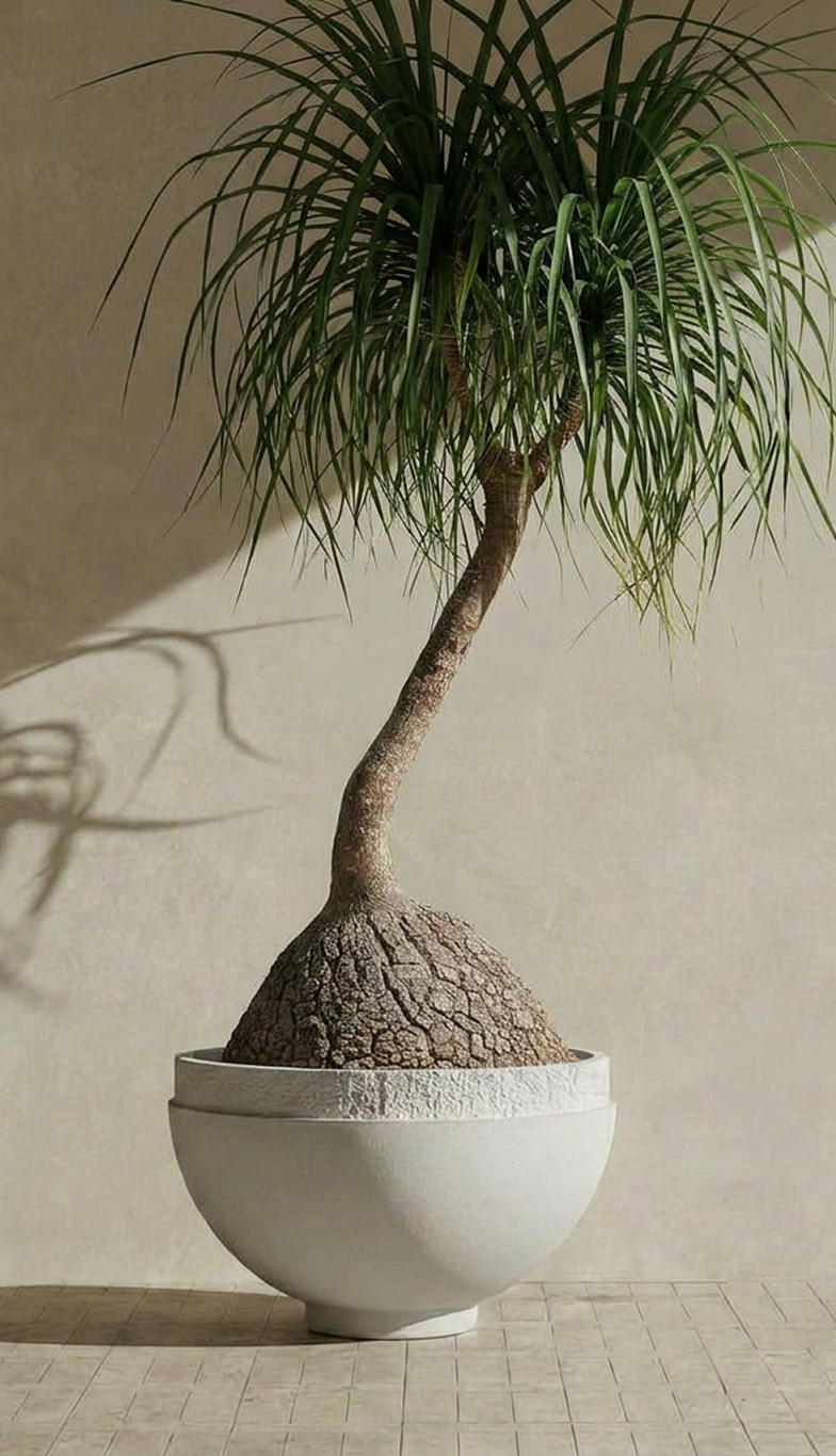 Orion I planted with a ponytail palm in raking sunlight