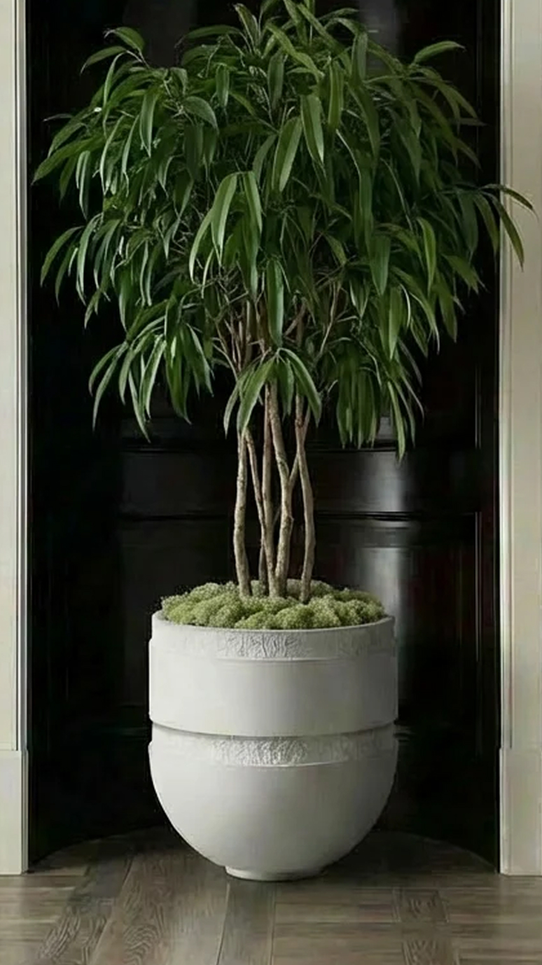 Orion II planted with a tall willowy tree in a dark niche
