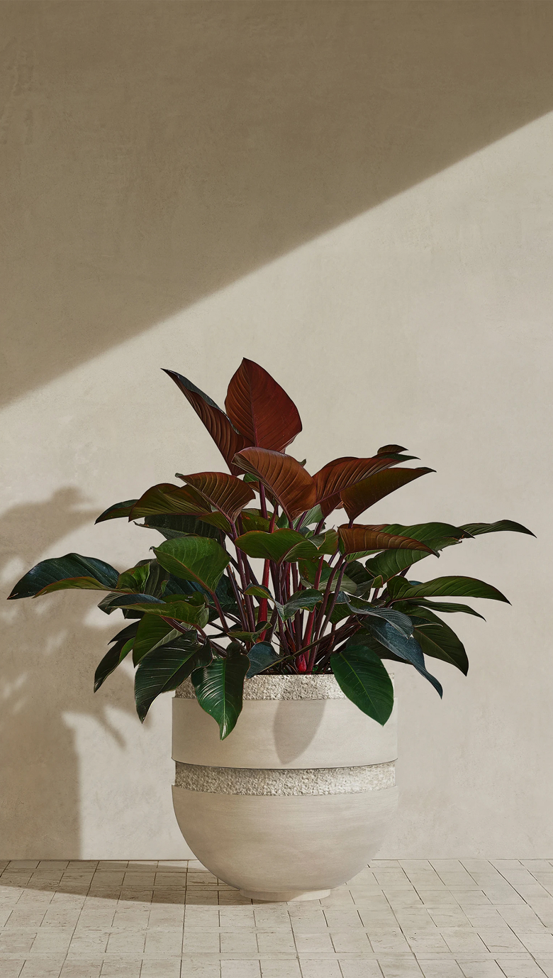 Orion II planted with a red-leafed philodendron in bright sun