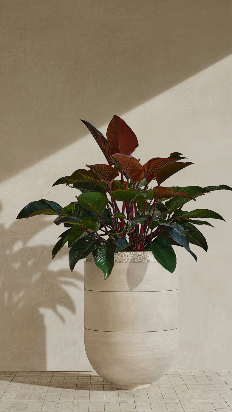 Orion III planted with a red-leafed philodendron against a warm wall