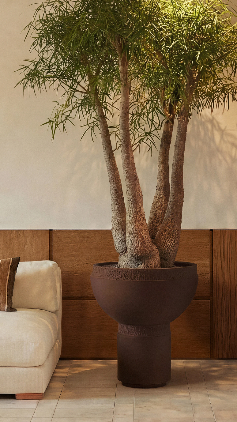 Saturn II in a dark finish, planted with a multi-stemmed tree in a panelled room