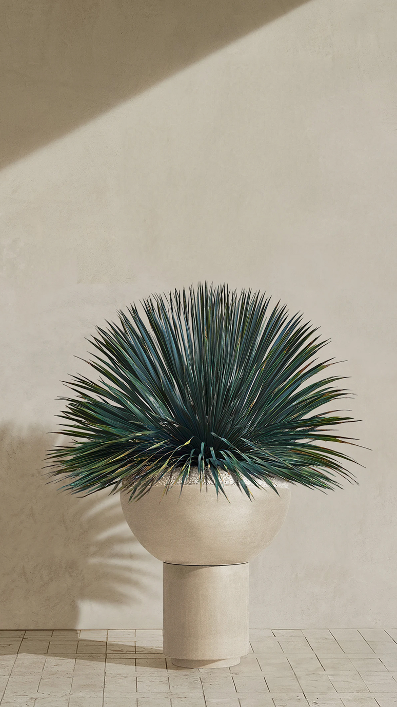 Saturn II planted with a blue agave, casting a shadow on a plaster wall