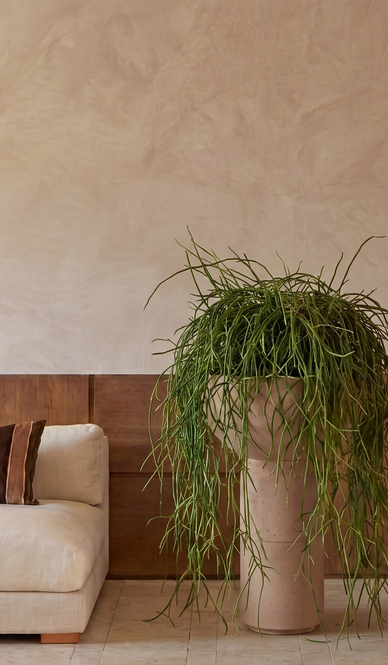 Saturn III planted with a trailing rhipsalis beside a leather chair