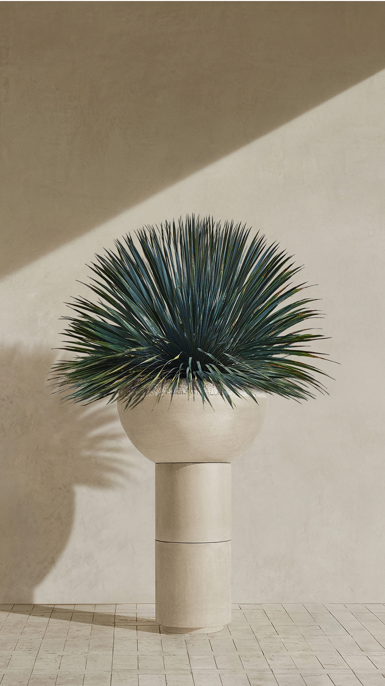 Saturn III planted with a blue agave in raking sunlight